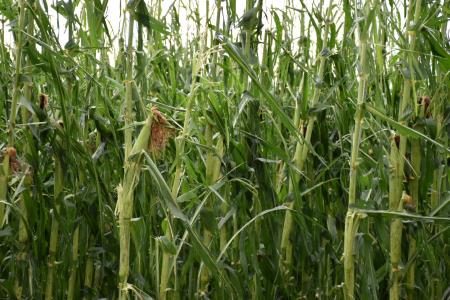 neurje, 20.7.2023 Jernej (3)